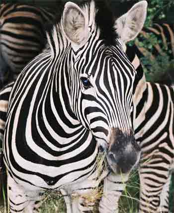 zebra-picture.jpg